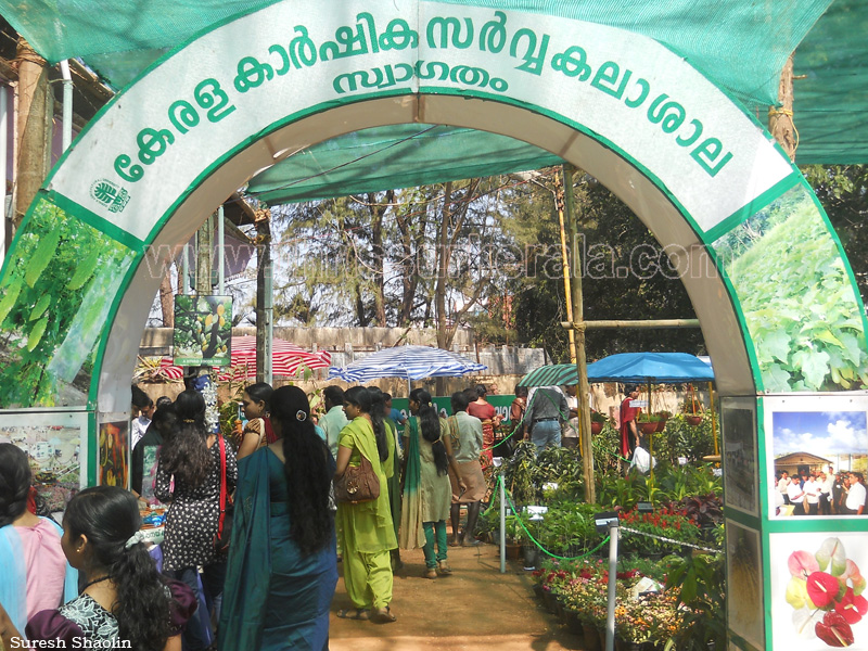 flower-show-2012 (33)